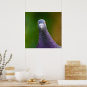 Poster Pigeon A L'Air Inquisiteur (Cuisine)
