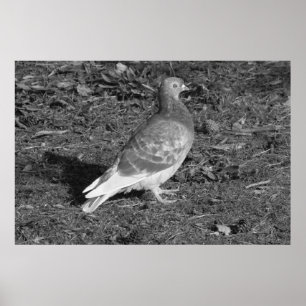 Poster Pigeon à Roath Park Lake Cardiff (BW)