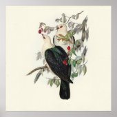 Poster Pigeon à tête blanche, Vintage (Devant)