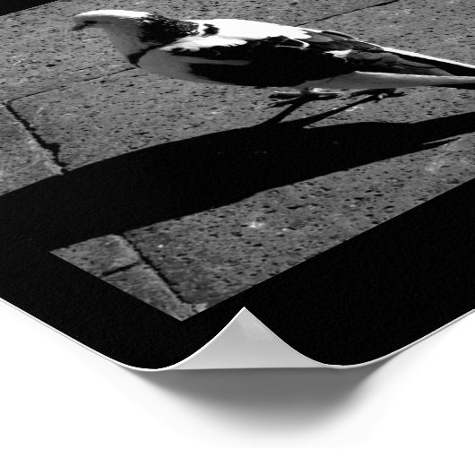 Poster Pigeon à Venise (Coin)