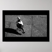 Poster Pigeon à Venise (Devant)