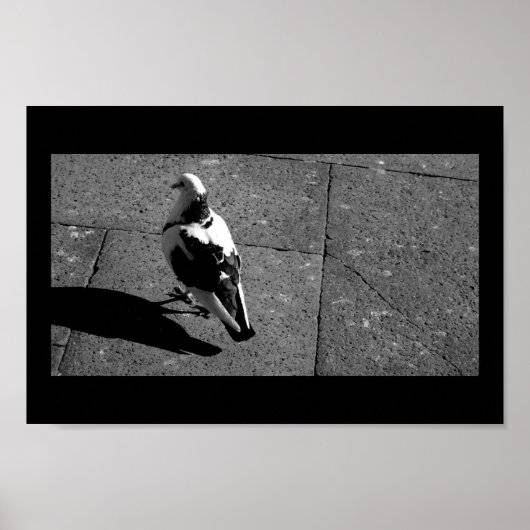 Poster Pigeon à Venise (Devant)