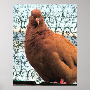 Poster Pigeon Art