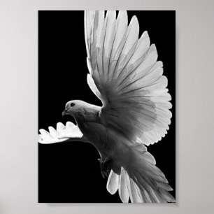 Poster Pigeon blanc