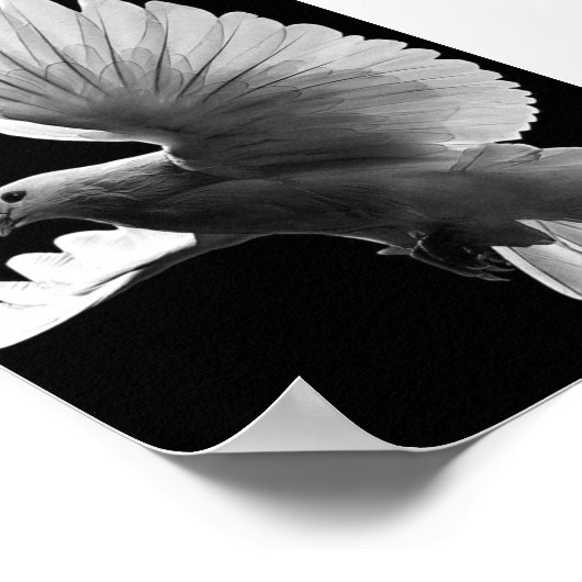 Poster Pigeon blanc (Coin)