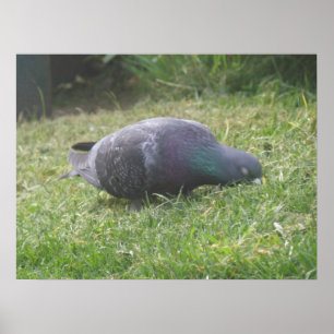 Poster Pigeon dormant