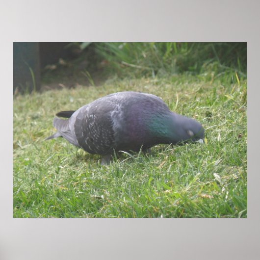 Poster Pigeon dormant (Devant)