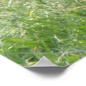 Poster Pigeon dormant (Coin)