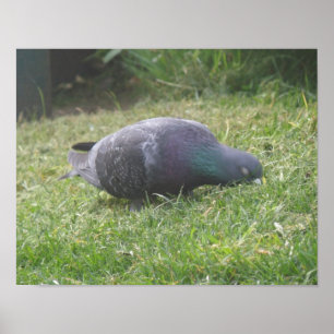 Poster Pigeon dormant
