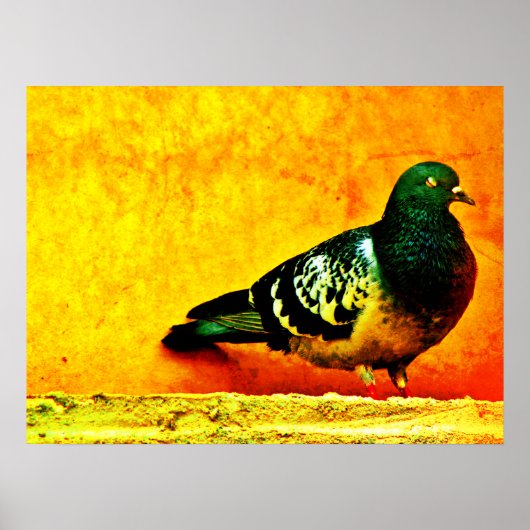 Poster Pigeon dormant (Devant)