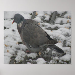 Poster Pigeon en bois doré