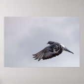 Poster Pigeon en vol (Devant)