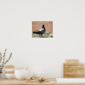 Poster Pigeon Full Color (Cuisine)