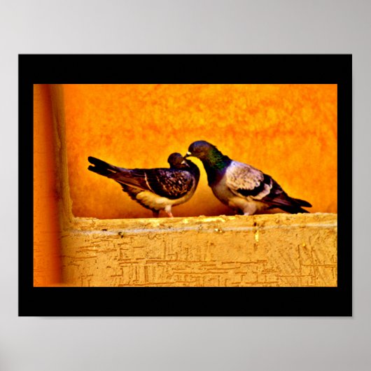 Poster Pigeon Love (Devant)