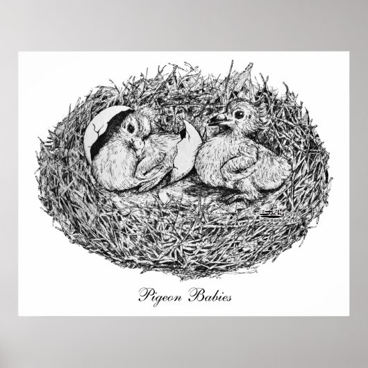 Poster Pigeon Nest Babies (Devant)