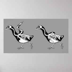 Poster Pigeon Skeletals Imprimer