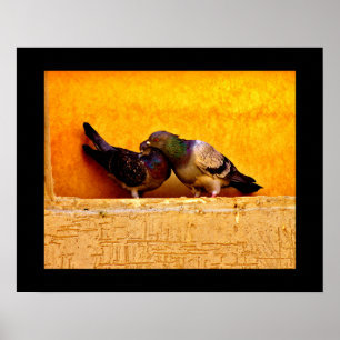 Poster Pigeon Sweethearts