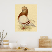 Poster Pigeon Tumbler : LFCL Mealy (Cuisine)