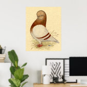 Poster Pigeon Tumbler : LFCL Mealy (Bureau à domicile)