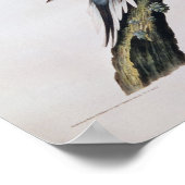 Poster Pigeon voyageur, de "Birds of America" (Coin)