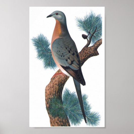 Poster Pigeon voyageur - Ectopistes migratorius P/folio (Devant)