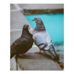 Poster Pigeons