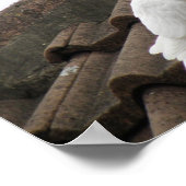Poster Pigeons 36 (Coin)