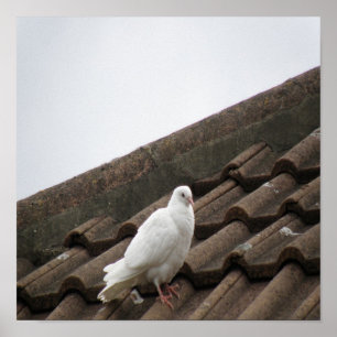 Poster Pigeons 36