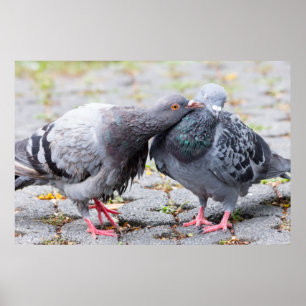 Poster Pigeons embrassants