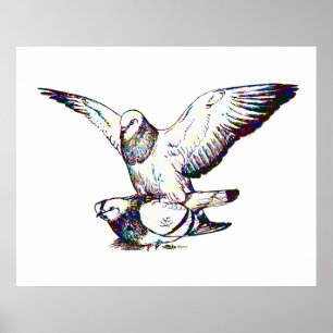 Poster Pigeons Mating
