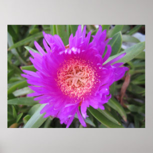 Poster Pigface