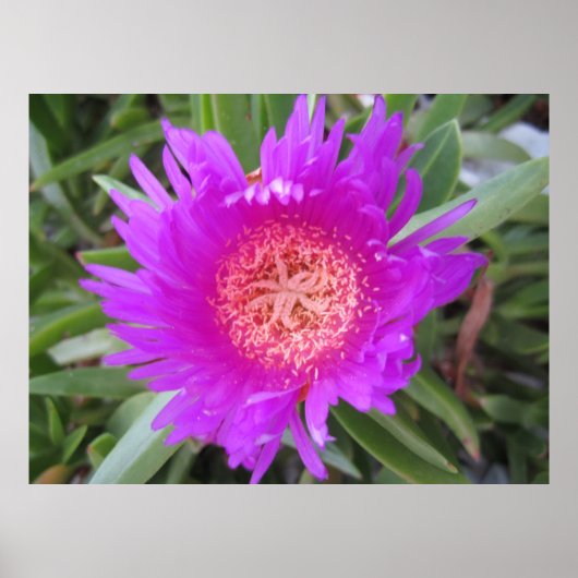 Poster Pigface (Devant)