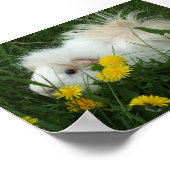 Poster Piggy dans les pandelions (Coin)