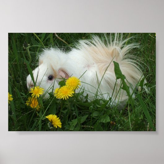 Poster Piggy dans les pandelions (Devant)