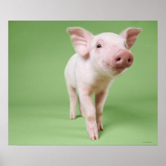 Poster Piglet Standing (Devant)