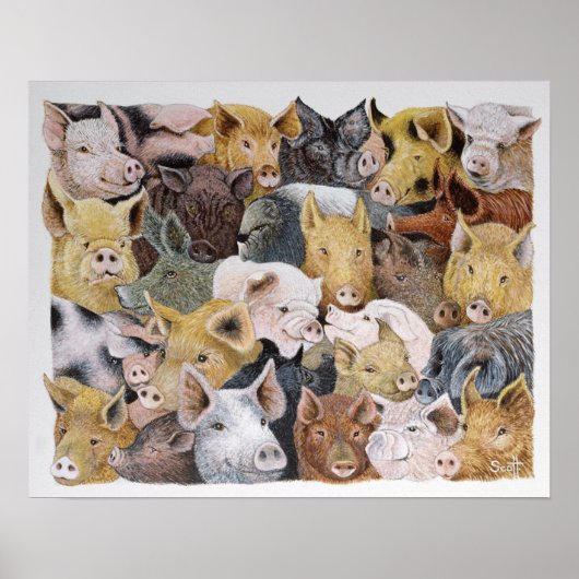 Poster Pigs Galore (Devant)