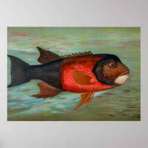 Poster Pike de Sacramento par John L Petrie