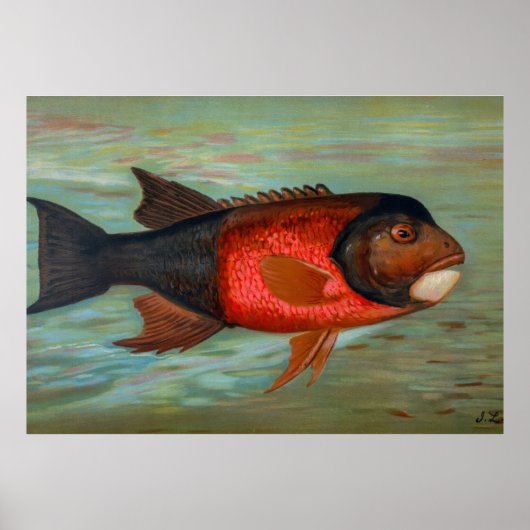 Poster Pike de Sacramento par John L Petrie (Devant)