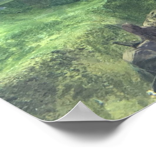 Poster Pike fish (Coin)