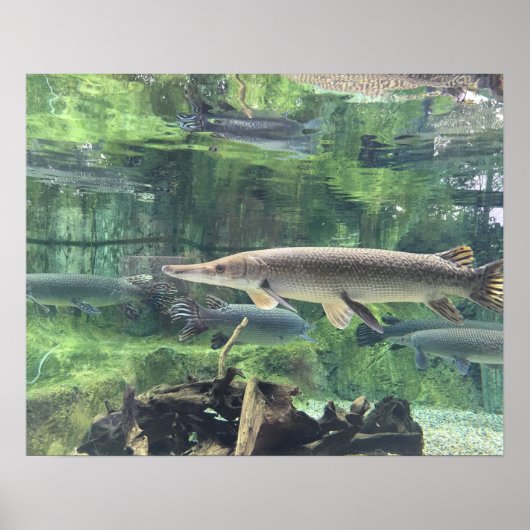 Poster Pike fish (Devant)