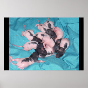 Poster Pile de bébé