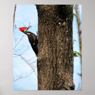 Poster Pileated Woodpecker (3625)