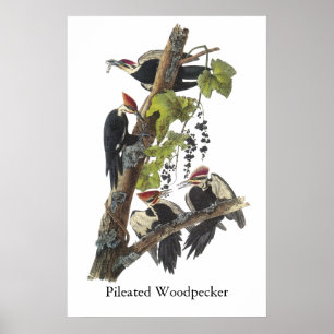 Poster Pileated Woodpecker, John Audubon
