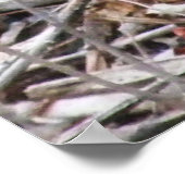 Poster Pileated Woodpecker Pecker (Coin)