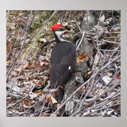 Poster Pileated Woodpecker Pecker (Devant)