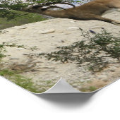 Poster Pilote Ibex (Coin)