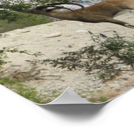 Poster Pilote Ibex (Coin)