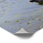 Poster Piment commun nageant sur l'étang animal animal bi (Coin)