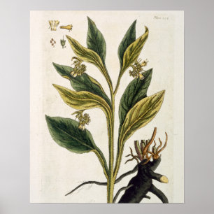 Poster Piments rouges (gravure de couleur)