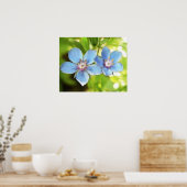 Poster Pimpernel Bleu (Anagallis monelli) Fleurs (Cuisine)